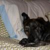 I LIKE AUNTIE ARI'S BED